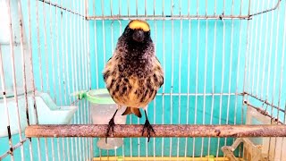 Red fronted serin Gulsir bird singing for 8 munets [upl. by Nehr]