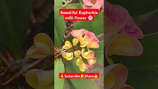 Euphorbia milli flower🌸 shorts viralvideo flowerplant gardening euphorbia plantcare cactus [upl. by Kelleher]