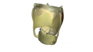 Laryngeal Elevation Posterior [upl. by Leipzig]