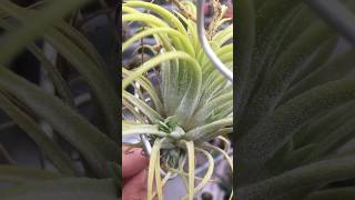 Surprisingly grow pups Tillandsia Ionantha Druid airplants tillandsia [upl. by Nuahsal]