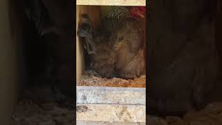 Actual footage of a hen laying an egg fresheggs northernsunmerc eatlocal pasturedpoultry [upl. by Hutchings]