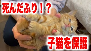 死んだふりをする迷い子猫を保護しました【We rescued a kitten】 [upl. by Domineca]