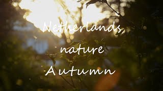 Nature  Autumn  Netherlands  Beautifull  Relaxing  Chill  Golden hour  Calming [upl. by Eivlys696]