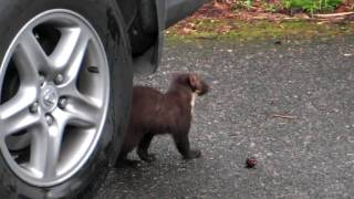 Pine Marten visit Deeside Scotland [upl. by Ariait]