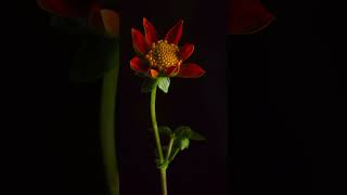 tithonia flower lapse [upl. by Mick]