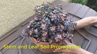 Stem and Leaf Propagation for Crassula rupestris or any stacking crassula [upl. by Yelyac]