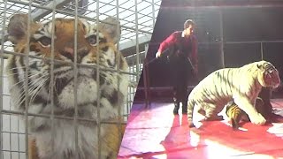 Abusive tiger training exposed at circus [upl. by Adabelle]