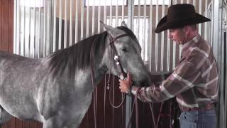 Bridling a Horse with a Browband Headstall [upl. by Meesan]