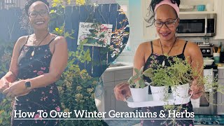 How To Over Winter Plants  2 Ways To Winterize Geraniums Intentional Living [upl. by Conall]