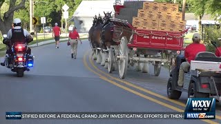 Budweiser Clydesdales parade through Ocean Springs [upl. by Annavas]