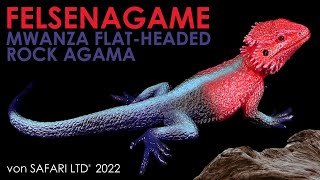 Safari Ltd ® Felsenagame  Mwanza FlatHeaded Rock Agama  2022 Repaint  Review [upl. by Paehpos]