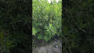 conocarpus flowers gardern plantnursery playstation nursery short youtubeshort [upl. by Florida]