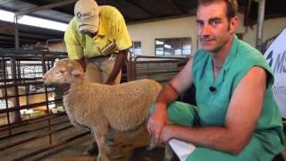 Sheep Intramuscular injection technique [upl. by Rollo143]