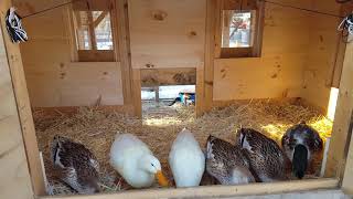 Silver Appleyard Ducks Hanging Out in the Duckhouse [upl. by Ahtnama]