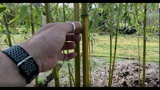 Identify running  clumping bamboo [upl. by Harutak]