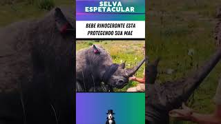 Filhote de RINOCERONTE protege sua mãe animais vidanimal vidaselvagem rinoceronte vidaanimal [upl. by Piks69]