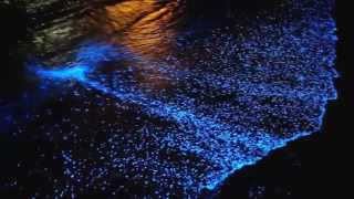 Natural wonders  Bioluminescent Phytoplankton Maldives [upl. by Asirral]