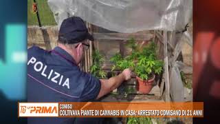 Coltivava piante di cannabis in casa arrestato comisano di 21 anni [upl. by Pedrotti489]