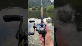 Shimano DC Sound [upl. by Carisa467]