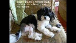 Havanese Rescue Inc  quotWorldquot [upl. by Marx]