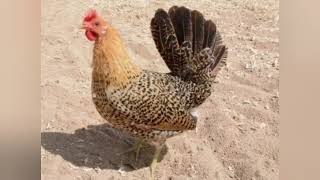 Chicken Breed Profile  Fayoumi Chicken [upl. by Elrem]