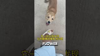 Stray Dog Stopped At Nothing To get The Flower On Lady’s Shoe ❤️dog animalshorts dogshorts [upl. by Chiang]