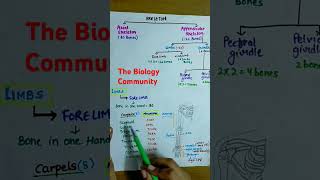 Appendicular Skeleton Part2 skeletonclass11Skeletalsystemneet2025cbseshortsythumanphysiology [upl. by Adnohsal471]