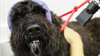 A huge beard and massive noggin  Bouvier des Flandres [upl. by Landes]