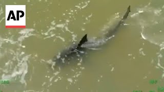 Shark attack injures two at South Padre Island Texas [upl. by Ginsberg]