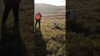 Brenda calling it pheasanthunting pointer birdhunting hunting uplandhunting birddog pheasant [upl. by Macintyre]