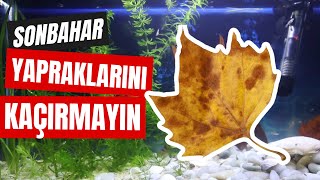 Akvaryuma Kuru Yaprak Nasıl Eklenir  Akvaryumlarda Hangi Yapraklar Kullanılır [upl. by Edda]