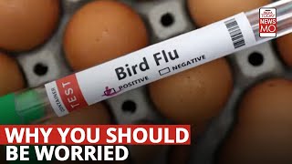 Bird Flu All You Need To Know About The H5N1 Avian Influenza And Why You Need To Be Cautious [upl. by Frasch616]