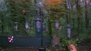 LIVE  Birds Baths amp Beyond Evening Birds amp Chorus Nature Wildlife Water amp Wind Chimes [upl. by Pen]