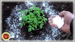 Before planting tomatoes in April add this White gold against blight [upl. by Campball575]