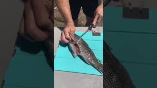 How To Fillet Black Sea Bass [upl. by Notsirt370]