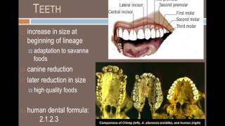 ANTH101 7 million years of hominin evolution [upl. by Carmella]