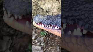 Alligator accidentally eats poisonous mushrooms Restore the scene of alligator accidentally eat [upl. by Allicserp860]