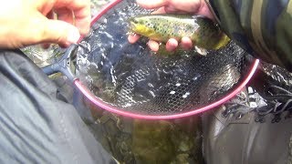 Pêche de la truite en Savoie  Beau torrent et belles truites [upl. by Netsirhc]