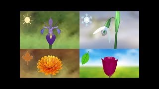 Photoperiodic Flowering  Part 1 [upl. by Gibb]