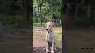 🔥Kanni dog🥵 shorts trending shortsfeed shortvideo youtubeshorts native animals viral [upl. by Etteuqaj]