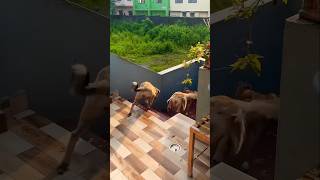 Aaj to mar par gai funny dogcomedy viralvideo comedy dogentertainment dogsworld [upl. by Rinum481]