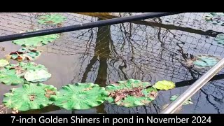 Mudcat Mikeys 7inch Golden Shiners Nov 2024 [upl. by Malony]