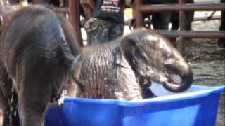 Two baby elephants and a swimming pool  Elephantstay [upl. by Sesiom398]