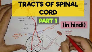 Tracts of Spinal Cord  1  Pyramidal Tracts [upl. by Anders]