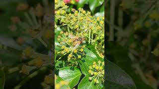 The parasitic orangecoloured bristly Tachinid fly Tachina fera 🪰 [upl. by Filberto]