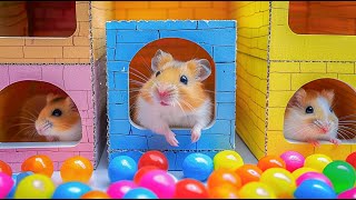 Remarkable Feat Hamster Escapes the Monster Maze 🐹 Hamster Maze [upl. by Damle]