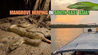 Bockadams Mud Snakes and Cat Snakes Herping Phuket and Krabi [upl. by Llevra]