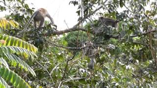 Monkeys Arguing Frasers Hill Malaysia [upl. by Ida]