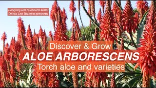 Discover amp Grow Aloe arborescens Torch aloe amp varieties [upl. by Bianka381]