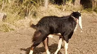 Mashaallah beautiful bakra for sale contact nambar 9619648906 [upl. by Heinrik]